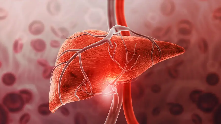 تغییر سریع کبد با پروتئین گیاهی؛ نقش کلیدی جی دی اچ